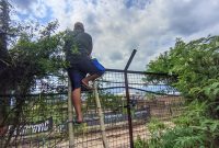 Seorang penonton Balap Motor Cros Dunia MXGP tanpa tiket atau yang berada diluar area sirkuit Selaparang nekat mendirikan tangga Bambu setinggi 3 meter . Foto (Mamiq Sahaya).