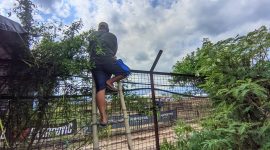 Seorang penonton Balap Motor Cros Dunia MXGP tanpa tiket atau yang berada diluar area sirkuit Selaparang nekat mendirikan tangga Bambu setinggi 3 meter . Foto (Mamiq Sahaya).