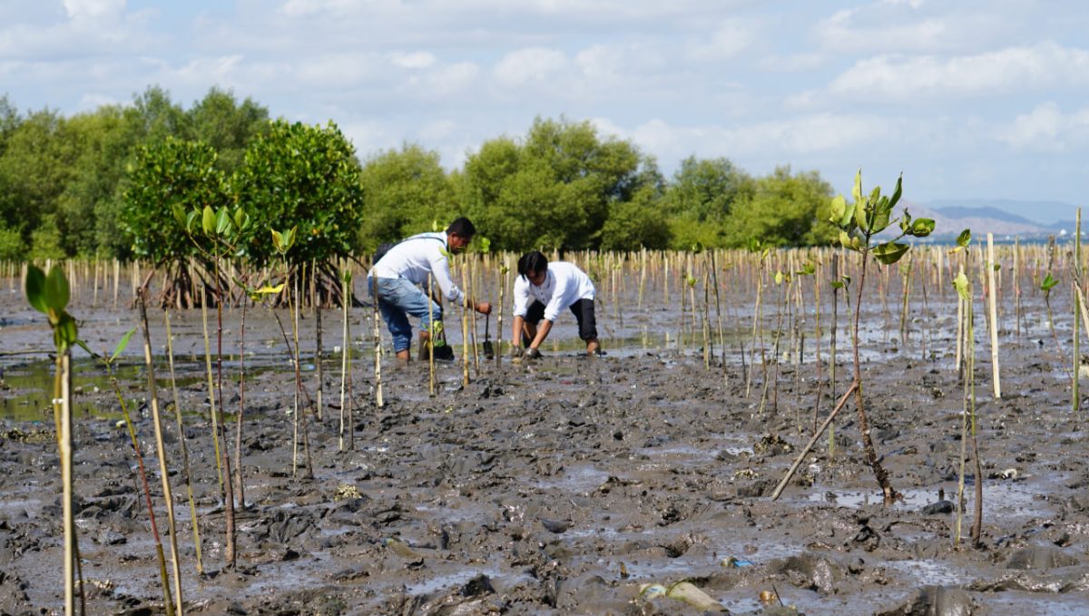 PT PLN (Persero) Unit Induk Wilayah NTB melalui PLN UP3 Bima menggandeng Pemerintah Kota Bima melaksanakan penanaman 15.000 bibit mangrove di kawasan batas kota Bima. Foto: (Humas PLN UIW NTB). 