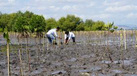 PT PLN (Persero) Unit Induk Wilayah NTB melalui PLN UP3 Bima menggandeng Pemerintah Kota Bima melaksanakan penanaman 15.000 bibit mangrove di kawasan batas kota Bima. Foto: (Humas PLN UIW NTB). 