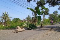 Desa Kuripan, Kecamatan Kuripan Kabupaten Lombok Barat – NTB menanam pohon pisang sebagai bentuk protes jalan yang tak kunjung diperbaiki. Foto (Tim Redaksi GONTB)