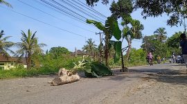 Desa Kuripan, Kecamatan Kuripan Kabupaten Lombok Barat – NTB menanam pohon pisang sebagai bentuk protes jalan yang tak kunjung diperbaiki. Foto (Tim Redaksi GONTB)