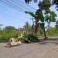 Desa Kuripan, Kecamatan Kuripan Kabupaten Lombok Barat – NTB menanam pohon pisang sebagai bentuk protes jalan yang tak kunjung diperbaiki. Foto (Tim Redaksi GONTB)