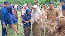 Wakil Bupati Lombok Barat Hj. Nurul Adha (UNA) bersama Yayasan Relief Islami Indonesia menyerahkan secara simbolis 166 ekor sapi kepada masyarakat Desa Lembah Sempage, Kecamatan Narmada, Kabupaten Lombok Barat. Selasa (23/12/2025).