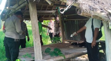 Polisi Selidiki Penemuan Jenazah Perempuan di Sawah Perbatasan Badrain-Sembung