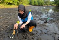 Satu per satu bibit mangrove ditanam di pesisir Tobelo, Halmahera Utara. Di lokasi yang sama, upaya konservasi burung mamoa dilakukan, sementara sejumlah tukik dilepaskan menuju laut lepas. Rangkaian aksi tersebut menjadi simbol harapan baru bagi keberlanjutan ekosistem pesisir Maluku Utara. Foto (PLN UIK Dwipantara).