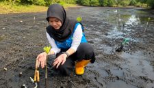 Satu per satu bibit mangrove ditanam di pesisir Tobelo, Halmahera Utara. Di lokasi yang sama, upaya konservasi burung mamoa dilakukan, sementara sejumlah tukik dilepaskan menuju laut lepas. Rangkaian aksi tersebut menjadi simbol harapan baru bagi keberlanjutan ekosistem pesisir Maluku Utara. Foto (PLN UIK Dwipantara).