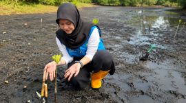 Satu per satu bibit mangrove ditanam di pesisir Tobelo, Halmahera Utara. Di lokasi yang sama, upaya konservasi burung mamoa dilakukan, sementara sejumlah tukik dilepaskan menuju laut lepas. Rangkaian aksi tersebut menjadi simbol harapan baru bagi keberlanjutan ekosistem pesisir Maluku Utara. Foto (PLN UIK Dwipantara).